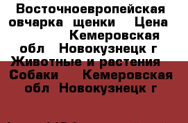 Восточноевропейская овчарка -щенки. › Цена ­ 25 000 - Кемеровская обл., Новокузнецк г. Животные и растения » Собаки   . Кемеровская обл.,Новокузнецк г.